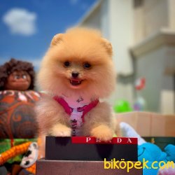 Şampiyon Anne Baba Üretim Kanalından Pomeranian Boo Yavrularımız 3