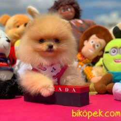Şampiyon Anne Baba Üretim Kanalından Pomeranian Boo Yavrularımız 1
