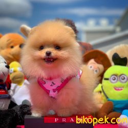 Şampiyon Anne Baba Üretim Kanalından Pomeranian Boo Yavrularımız 2