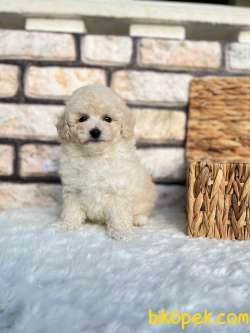 Şampiyon Anne Babadan Beyaz TOY POODLE 1