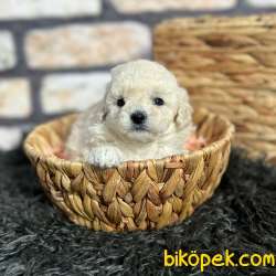 Şampiyon Anne Babadan Beyaz TOY POODLE 2