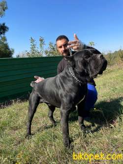 ŞAMPİYON BABADAN CANE CORSO YAVRULARI 5