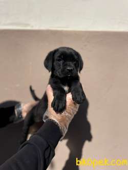 ŞAMPİYON BABADAN CANE CORSO YAVRULARI 4