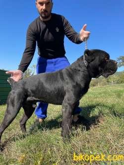 ŞAMPİYON BABADAN CANE CORSO YAVRULARI 3