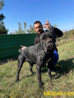 ŞAMPİYON BABADAN CANE CORSO YAVRULARI