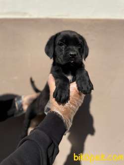 ŞAMPİYON BABADAN CANE CORSO YAVRULARI 2