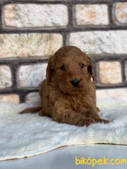Şampiyon Soydan Muhteşem GOLDENDOODLE 3