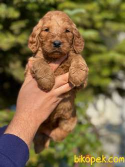 Şampiyon Soydan Muhteşem GOLDENDOODLE 1