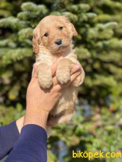 Şampiyon Soydan Muhteşem GOLDENDOODLE 2