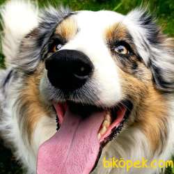 Şampiyon Yavruları Blue Merle Tricolor Yavrular 2