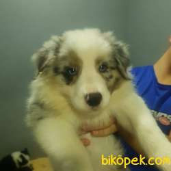 Şampiyon Yavruları Blue Merle Tricolor Yavrular 1