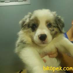 Şampiyon Yavruları Blue Merle Tricolor Yavrular 5