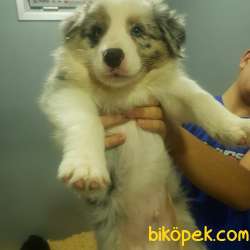 Şampiyon Yavruları Blue Merle Tricolor Yavrular 4