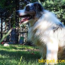 Şampiyon Yavruları Blue Merle Tricolor Yavrular 3