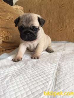Şapşik Pug Bebekler :) 4