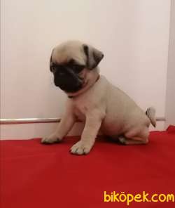 Şapşik Pug Bebekler :) 2