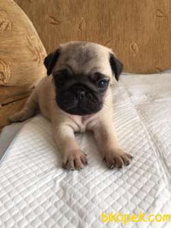 Şapşik Pug Bebekler :) 3