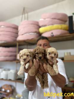 Safkan  Orjinal Poodle Yavruları