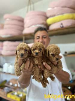 Safkan  Orjinal Poodle Yavruları 5