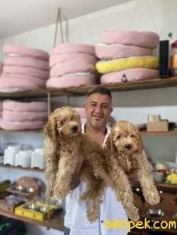 Safkan  Orjinal Poodle Yavruları 4