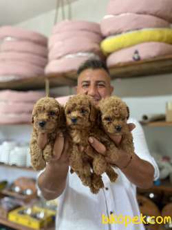 Safkan  Orjinal Poodle Yavruları 3