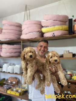 Safkan  Orjinal Poodle Yavruları 2