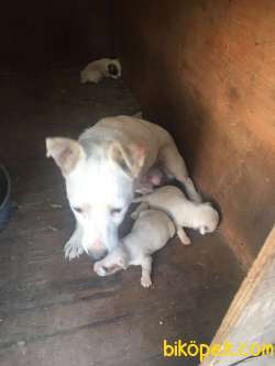 SARKIK KULAKLI JACK RUSSELL 3