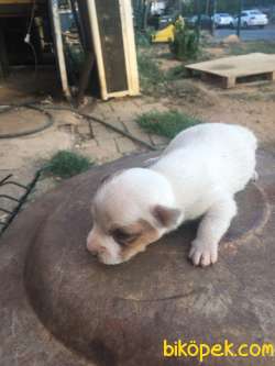SARKIK KULAKLI JACK RUSSELL 1