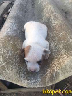 SARKIK KULAKLI JACK RUSSELL 5