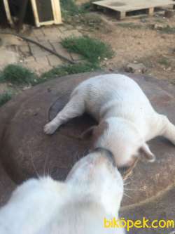 SARKIK KULAKLI JACK RUSSELL 2