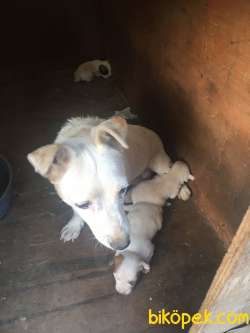 SARKIK KULAKLI JACK RUSSELL 4