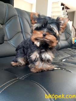 SATILIK 0 NUMARA YORKSHIRE TERRIER YAVRULARI 5