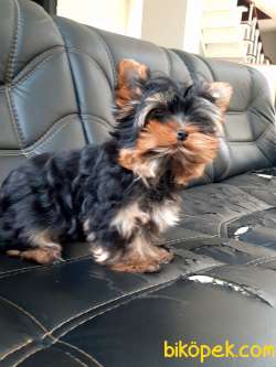 SATILIK 0 NUMARA YORKSHIRE TERRIER YAVRULARI 4