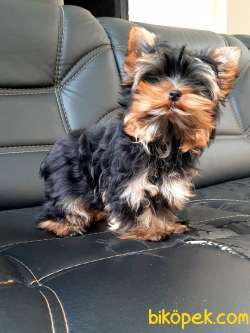 SATILIK 0 NUMARA YORKSHIRE TERRIER YAVRULARI 2