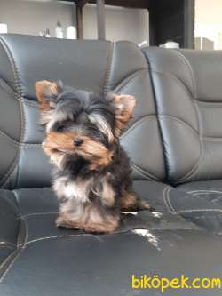 SATILIK 0 NUMARA YORKSHIRE TERRIER YAVRULARI 1