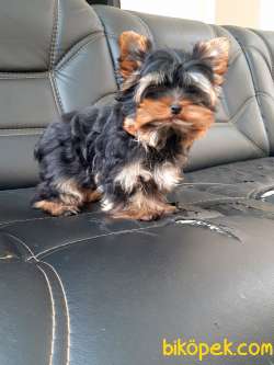 SATILIK 0 NUMARA YORKSHIRE TERRIER YAVRULARI 3