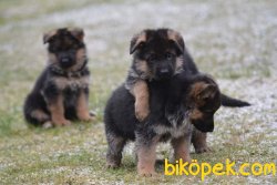 Satilik A Kalite Alman Çoban Yavrulari 5