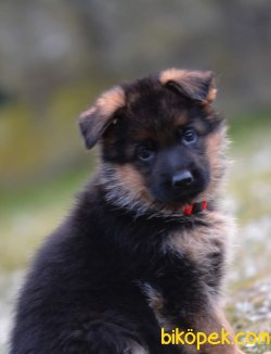 Satilik A Kalite Alman Çoban Yavrulari 1