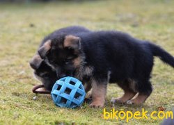 Satilik A Kalite Alman Çoban Yavrulari 3