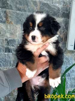 SATILIK A KALITE  BERNESE MOUNTAIN DOG 1