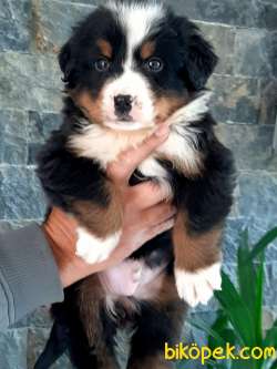 SATILIK A KALITE  BERNESE MOUNTAIN DOG 3