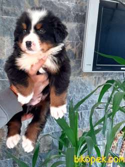 SATILIK A KALITE  BERNESE MOUNTAIN DOG 4
