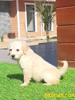 SATILIK A KALITE GOLDEN RETRIEVER YAVRULARI 5