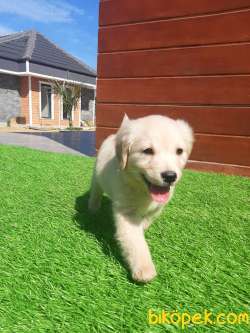 SATILIK A KALITE GOLDEN RETRIEVER YAVRULARI 4