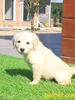 SATILIK A KALITE GOLDEN RETRIEVER YAVRULARI 1