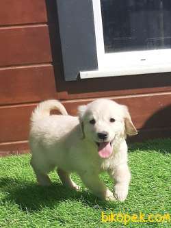 SATILIK A KALITE GOLDEN RETRIEVER YAVRULARI 3