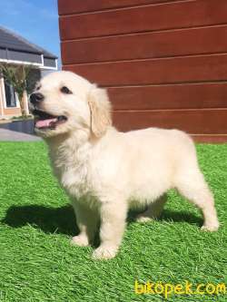 SATILIK A KALITE GOLDEN RETRIEVER YAVRULARI 2