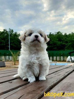 Satılık A Kalıte Havanese Terrıer  Yavruları 4