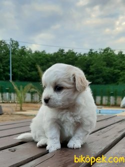Satılık A Kalıte Havanese Terrıer  Yavruları 3