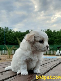 Satılık A Kalıte Havanese Terrıer  Yavruları 5